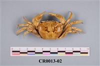 藏品(手提琴蟹)的圖片